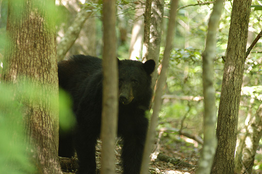 A male bear behind the Begley home in the Spring of 2017.