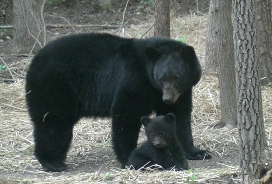 A bear and cub behind the Begley home in the Spring of 2016.