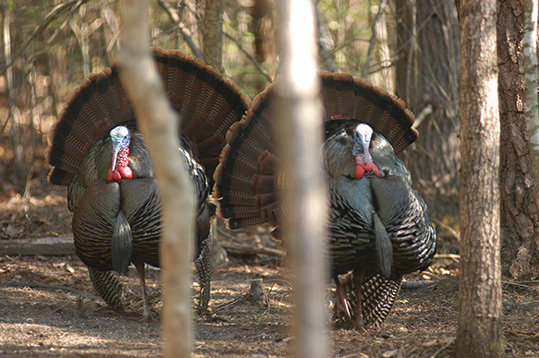Two Wild Turkey Gobbers Fanning