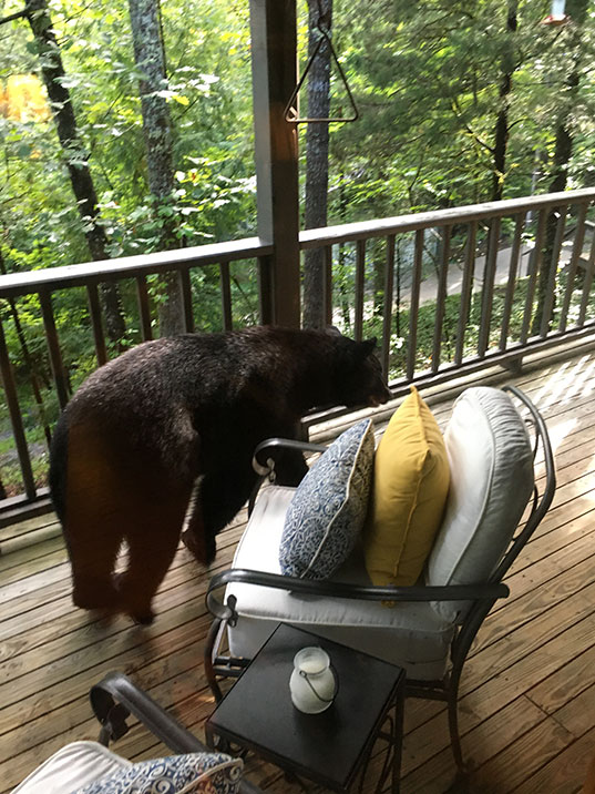 Bear on the front porch.