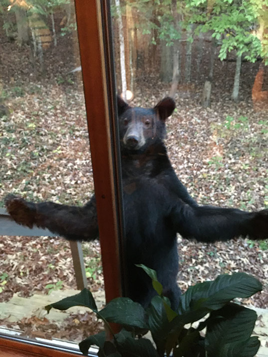 A bear standing at the back door with his arms extended.