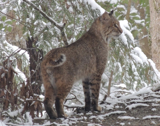 A Bobcat, in the snow, near the Begley home.