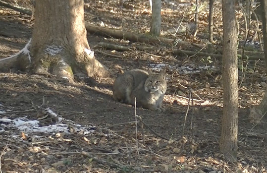 Bobcat at the Begley home.