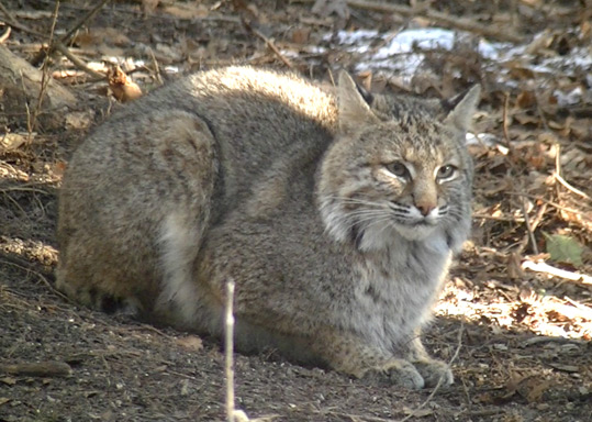 A Bobcat crouched on the ground behind the Begley home.