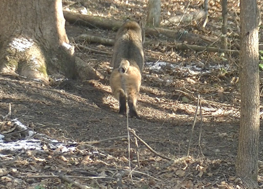 A Bobcat stretching before walking away.