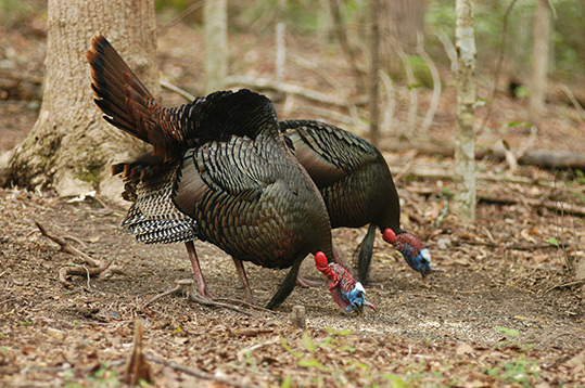 Two Wild Turkey Gobblers Feeding