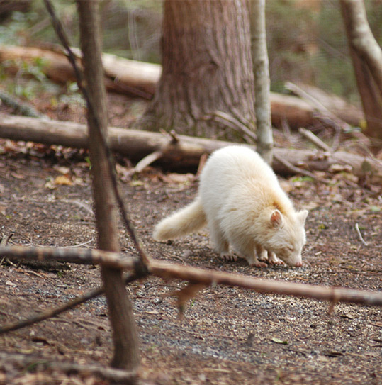Photo of an Albino White Raccoon Sniffing the Ground
