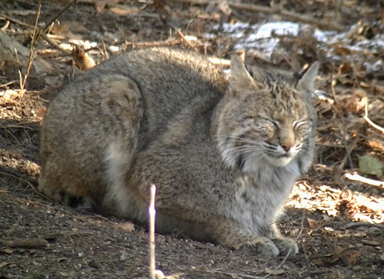 A Bobcat with its eyes closed.