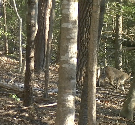 A Bobcat, waling behind the Begley home.